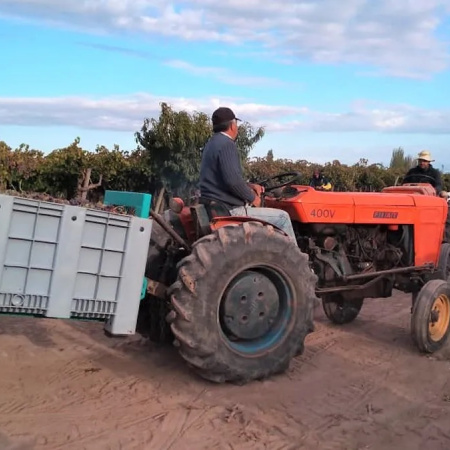 El cooperativismo vitivinícola consolida su protagonismo en Mendoza con una cosecha eficiente y sostenida