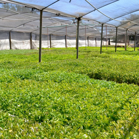 Maipú impulsa la producción agrícola: entrega de 100.000 plantines de tomate Uco 17 y asistencia técnica