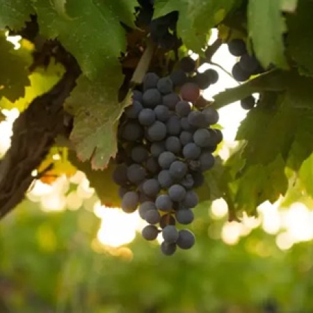 Wines of Argentina cerró 2025 con un giro estratégico y mayor presencia en mercados claves