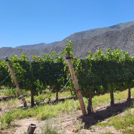 Vendimia 2026: créditos para productores, descuentos en bodegas y beneficios turísticos para viajar a Mendoza