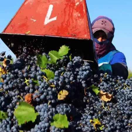 Salarios en bodegas y viñas: cómo quedó el acuerdo paritario 2026
