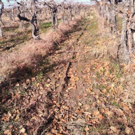 La vitivinicultura en zona crítica: costos en alza, precios atrasados y fincas que se abandonan