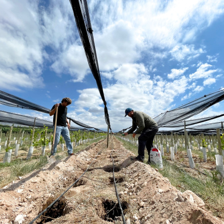CrowdFarming.Wine se expande a 10 países y comienza a producir vinos propios en Italia