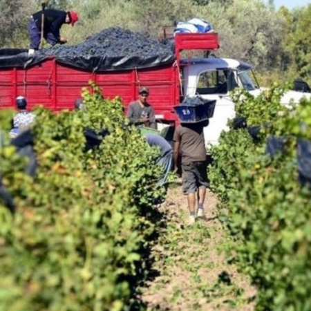 El vino  en crisis: 44 meses en rojo y menor participación del productor