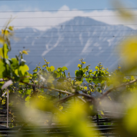 Vendimia 2026: cayó 9,9% la elaboración de vino y los blancos avanzaron en una cosecha menor