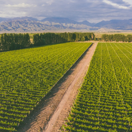 Mendoza tendrá un foro del vino sobre sustentabilidad, inteligencia artificial y acceso a mercados